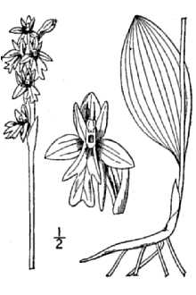 <i>Orchis rotundifolia</i> Banks ex Pursh var. lineata Mousley
