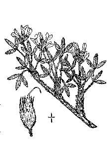 <i>Astragalus sericeus</i> auct. non DC.