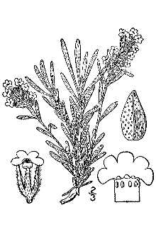 <i>Cryptantha sericea</i> (A. Gray) Payson var. perennis (A. Nelson) Payson