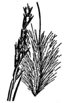 <i>Oryzopsis webberi</i> (Thurb.) Benth. ex Vasey