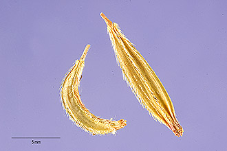 <i>Osmorhiza brachypoda</i> Torr. var. fraterna Jeps.
