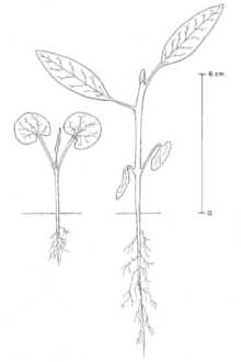 <i>Nuttallia cerasiformis</i> Torr. & A. Gray ex Hook. & Arn.
