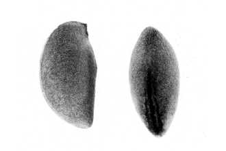 <i>Osmaronia cerasiformis</i> (Torr. & A. Gray ex Hook. & Arn.) Greene