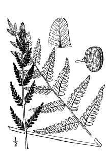 <i>Osmundastrum cinnamomeum</i> (L.) C. Presl