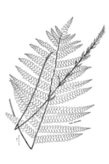 <i>Osmundastrum cinnamomeum</i> (L.) C. Presl