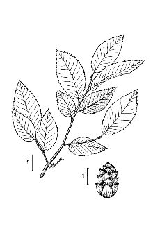 <i>Ostrya virginiana</i> (Mill.) K. Koch var. lasia Fernald