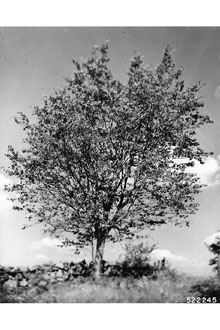 <i>Ostrya virginiana</i> (Mill.) K. Koch var. lasia Fernald
