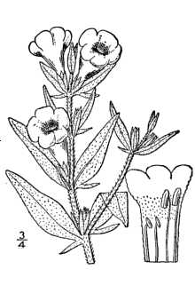 <i>Gerardia auriculata</i> Michx.