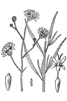 <i>Palafoxia callosa</i> (Nutt.) Torr. & A. Gray var. bella (Cory) Shinners