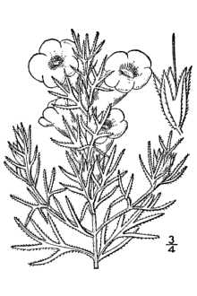 <i>Otophylla densiflora</i> (Benth.) Small
