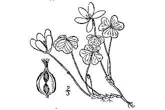 <i>Oxalis acetosella</i> L. var. rhodantha (Fernald) R. Knuth