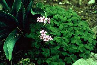 <i>Oxalis articulata</i> Savigny ssp. rubra (A. St.-Hil.) Lourteig