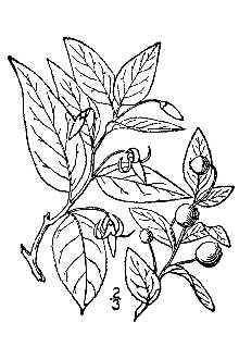 <i>Hugeria erythrocarpa</i> (Michx.) Small