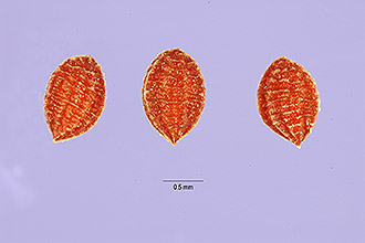 <i>Xanthoxalis rufa</i> (Small) Small