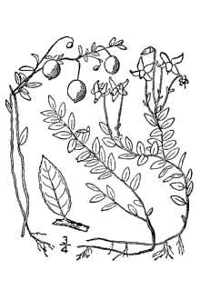 <i>Oxycoccus palustris</i> Pers. var. intermedius (A. Gray) Howell