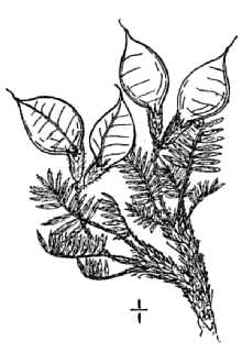 <i>Oxytropis podocarpa</i> A. Gray var. inflata (Hook.) B. Boivin