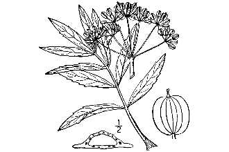 <i>Oxypolis rigidior</i> (L.) Raf. var. longifolia (Pursh) Britton