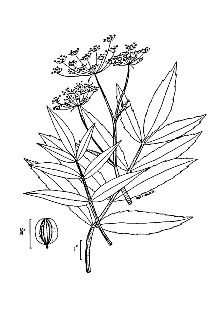 <i>Oxypolis longifolia</i> (Pursh) Small