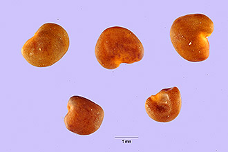 <i>Oxytropis sericea</i> Nutt. ssp. spicata (Hook.) Cody
