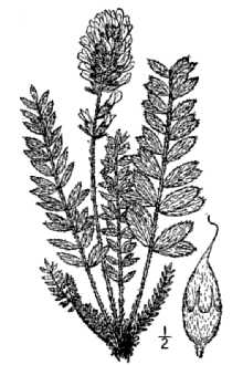 <i>Astragalus splendens</i> (Douglas ex Hook.) Tidestr.