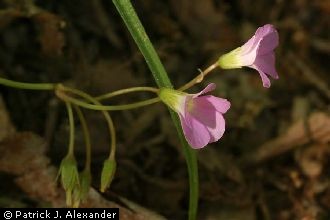 <i>Oxalis violacea</i> L. var. trichophora Fassett