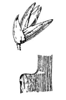 <i>Coleataenia abscissa</i> (Swallen) LeBlond