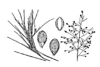 Needleleaf Rosette Grass