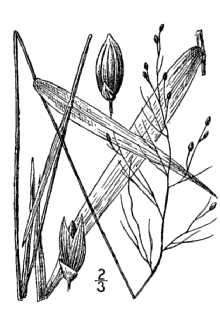 <i>Panicum scabriusculum</i> Elliott