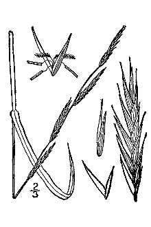 <i>Panicularia acutiflora</i> (Torr.) Kuntze