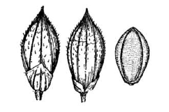 <i>Panicum echinulatum</i> Mez