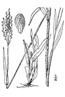 Addison's Rosette Grass