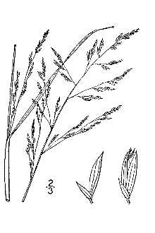 <i>Panicum agrostoides</i> Spreng. var. condensum (Nash) Fernald
