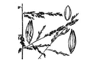 <i>Panicum elongatum</i> Pursh var. ramosius C. Mohr