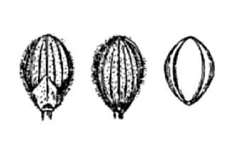 <i>Dichanthelium meridionale</i> (Ashe) Freckmann var. acuminatum (Ashe) Mohlenbr.