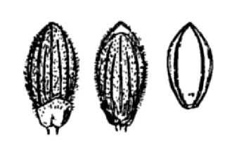 <i>Panicum dichotomum</i> L. var. tenue (Muhl.) C.F. Reed