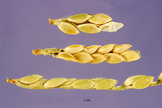 Comb's Crowngrass