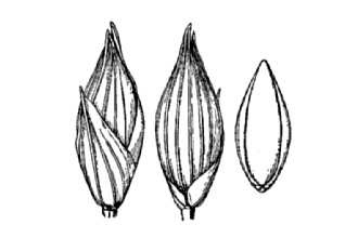 <i>Panicum amarum</i> Elliott ssp. amarulum (Hitchc. & Chase) Freckmann & Lelong