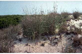 <i>Panicum amarum</i> Elliott ssp. amarulum (Hitchc. & Chase) Freckmann & Lelong