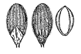 <i>Dichanthelium angustifolium</i> (Elliott) Gould