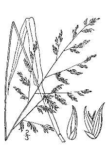 <i>Panicum anceps</i> Michx. var. rhizomatum (Hitchc. & Chase) Fernald