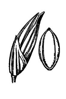 <i>Coleataenia anceps</i> (Michx.) Soreng