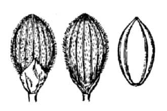 <i>Panicum aciculare</i> Desv. ex Poir.
