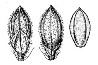 <i>Brachiaria arizonica</i> (Scribn. & Merr.) S.T. Blake