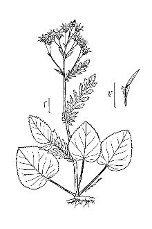 <i>Senecio aureus</i> L. var. gracilis (Pursh) Hook.