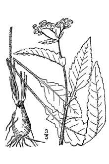 <i>Parthenium hispidum</i> Raf. var. auriculatum (Britton) Rollins