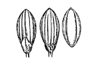 <i>Dichanthelium nitidum</i> (Lam.) Mohlenbr.