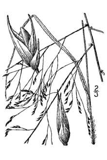 <i>Panicum capillare</i> L. ssp. barbipulvinatum (Nash) Tzvelev