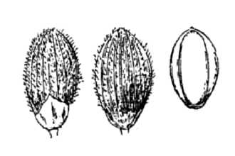 <i>Panicum aciculare</i> Desv. ex Poir. var. arenicoloides (Ashe) Beetle