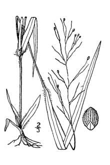 <i>Panicum bicknellii</i> Nash var. bushii (Nash) Farw.