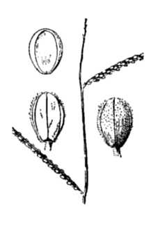 <i>Paspalum simpsonii</i> Nash